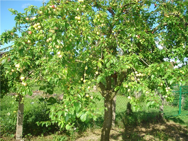 sljivice